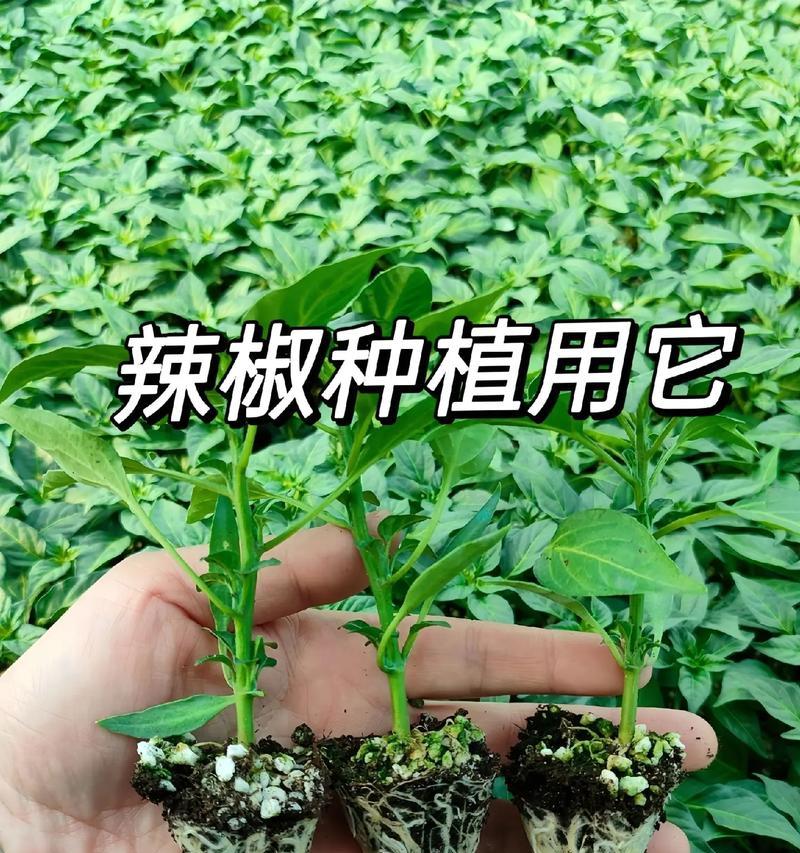 辣椒播种：最佳时期是什么时候？