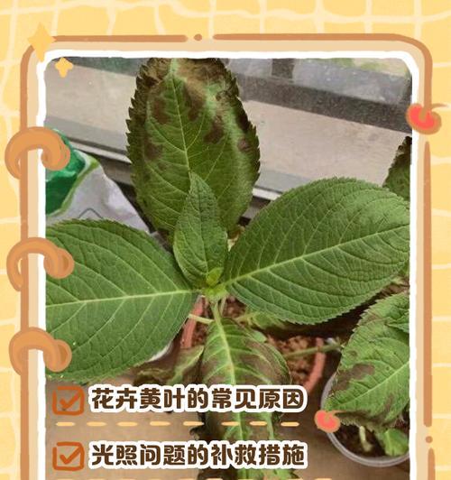 大型椰子树叶子发黄怎么补救？如何进行有效处理？