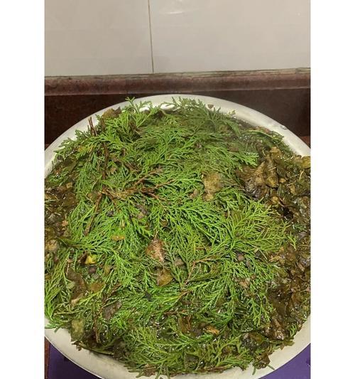 刚移植的侧柏叶子发黄的恢复方法是什么？如何防止刚移植的侧柏叶子发黄？