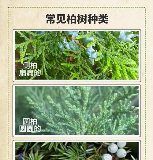 刚移植的侧柏叶子发黄的恢复方法是什么？如何防止刚移植的侧柏叶子发黄？