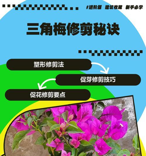三角梅生桩修剪枝条的最佳时机和方法是什么？
