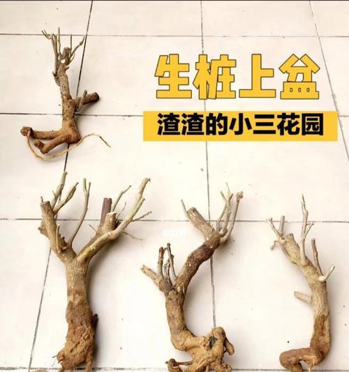 三角梅生桩修剪枝条的最佳时机和方法是什么？