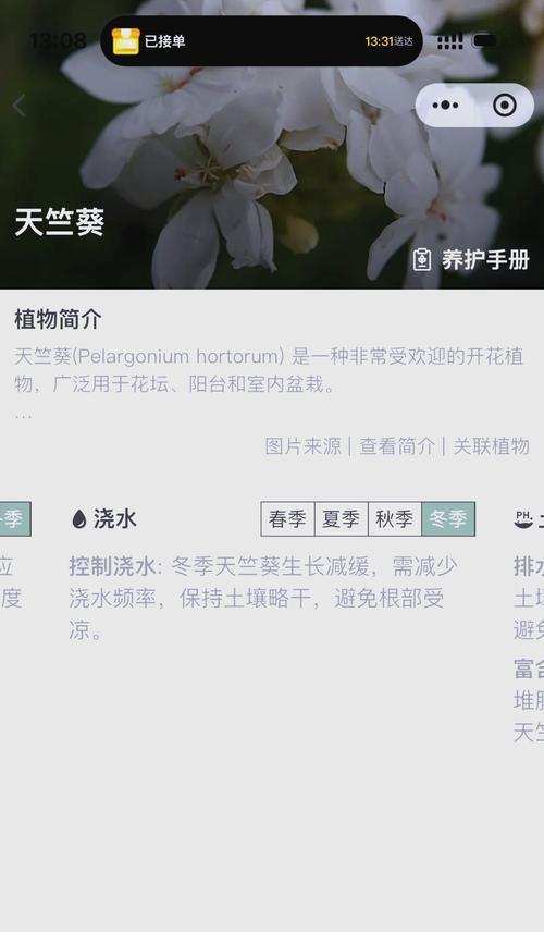 国王天竺葵黄花的养护技巧有哪些？