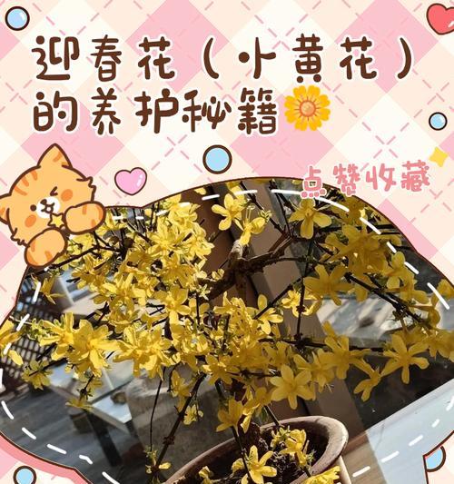 国王天竺葵黄花的养护技巧有哪些？