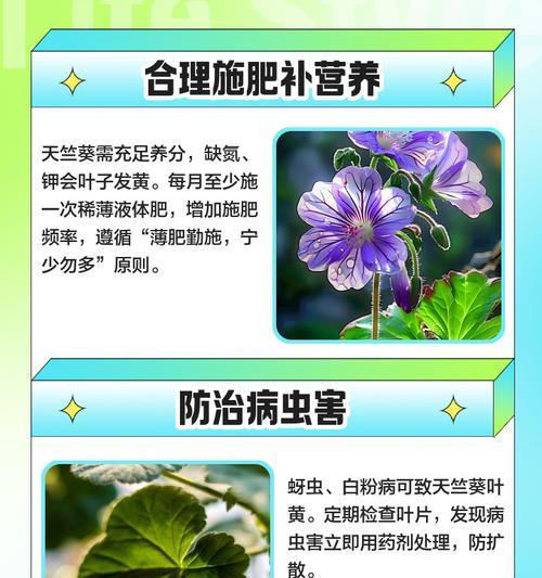 国王天竺葵黄花的养护技巧有哪些？