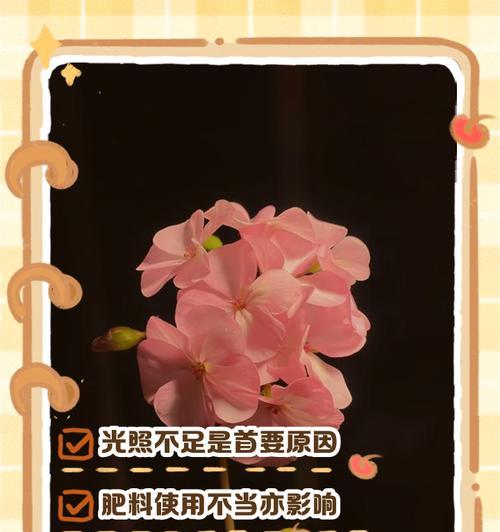 天竺葵叶子打蔫的原因及解决方法是什么？