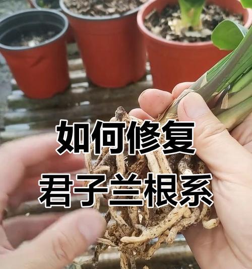 君子兰根部干枯是什么原因？