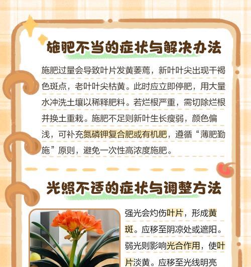 君子兰根部干枯是什么原因？