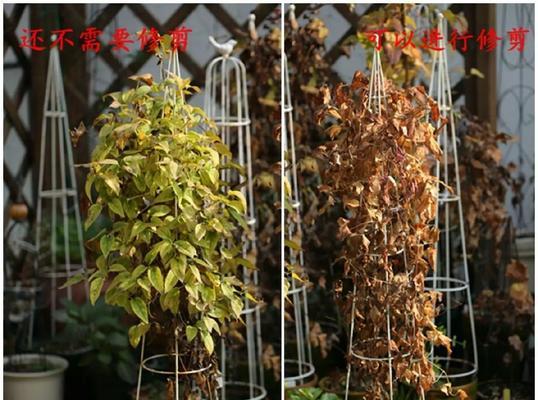 铁线莲冬季烂根的处理方法是什么？