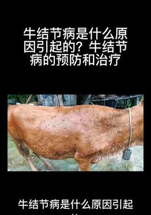 玉米幼苗叶子发黄是怎么回事？如何预防和治疗？
