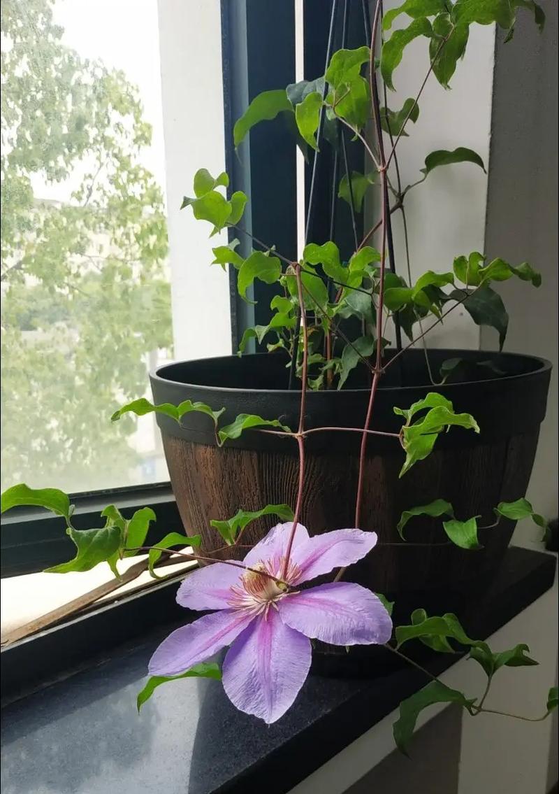 倒影铁线莲的繁殖方法有哪些？