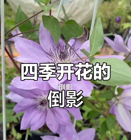 倒影铁线莲的繁殖方法有哪些？