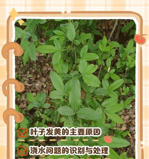 罗汉叶子发黄的原因是什么？如何处理？