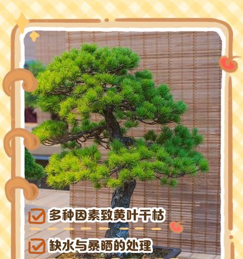 罗汉叶子发黄的原因是什么？如何处理？