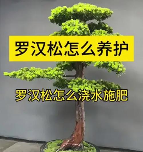 罗汉叶子发黄的原因是什么？如何处理？