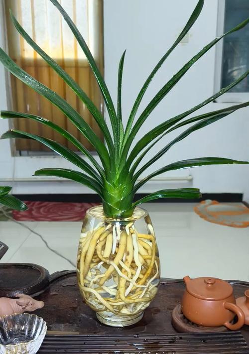 水养君子兰修剪技巧有哪些？怎样修剪才能促进生长？