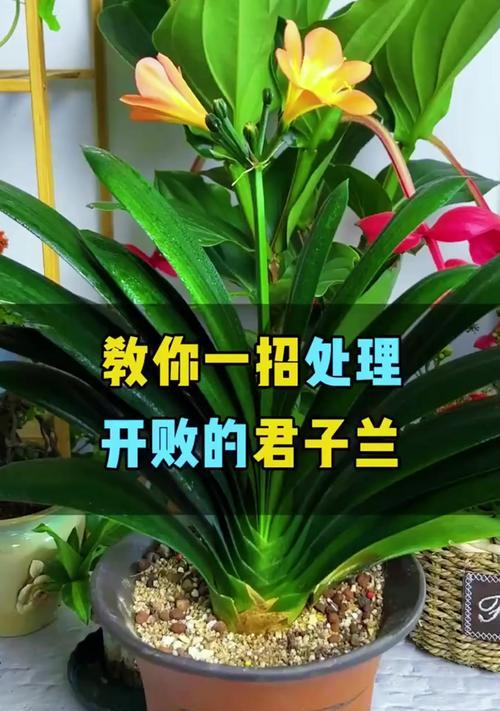 水养君子兰修剪技巧有哪些？怎样修剪才能促进生长？