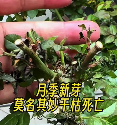 月季叶片干枯了如何处理？有哪些有效的救活措施？