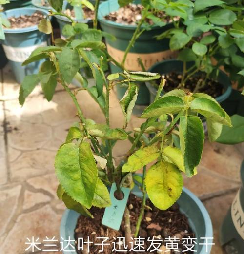 月季叶片干枯了如何处理？有哪些有效的救活措施？