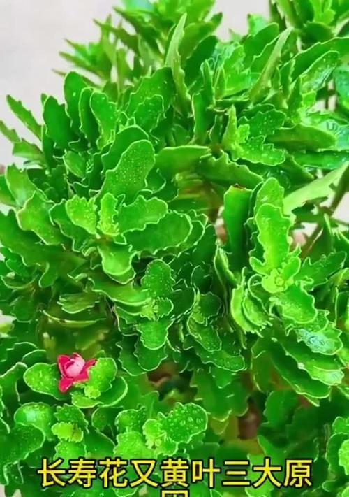 长寿花叶子发黄发白的原因是什么？