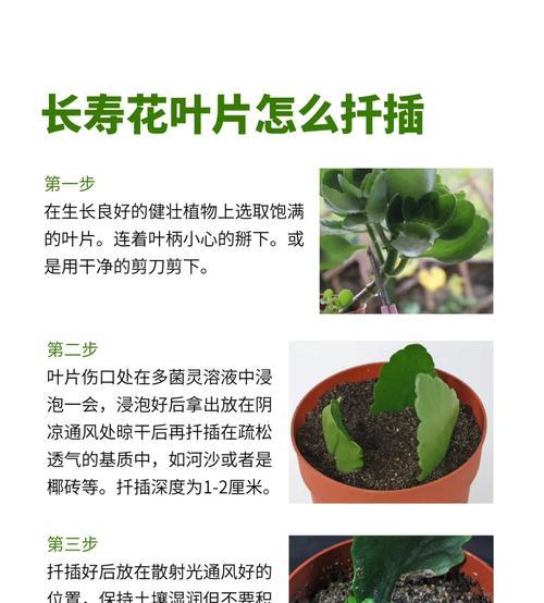 长寿花叶子发黄发白的原因是什么？