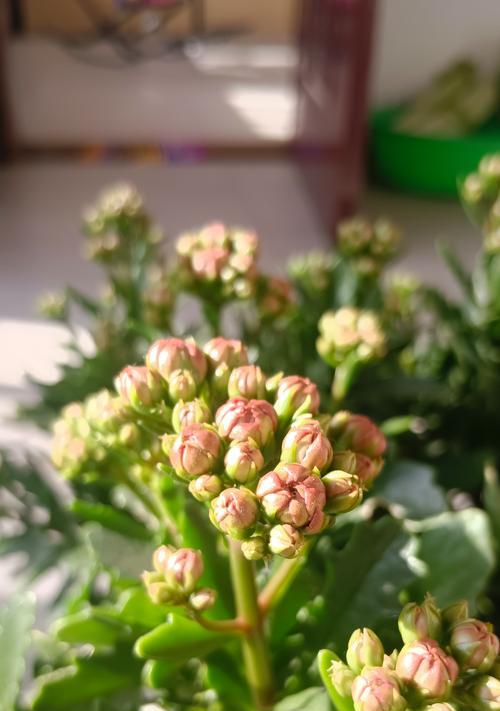 长寿花叶子发黄发白的原因是什么？