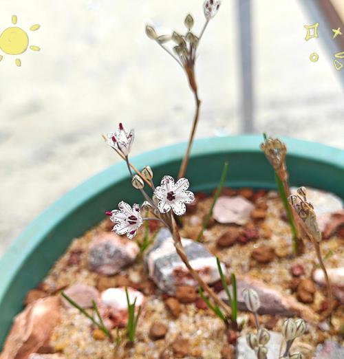 球根植物春季如何正确养护和浇水？