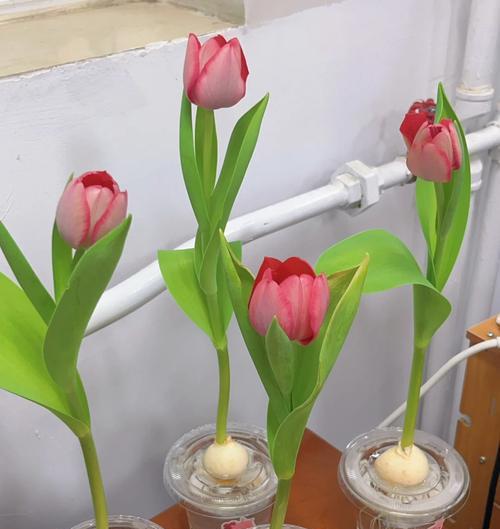球根植物春季如何正确养护和浇水？