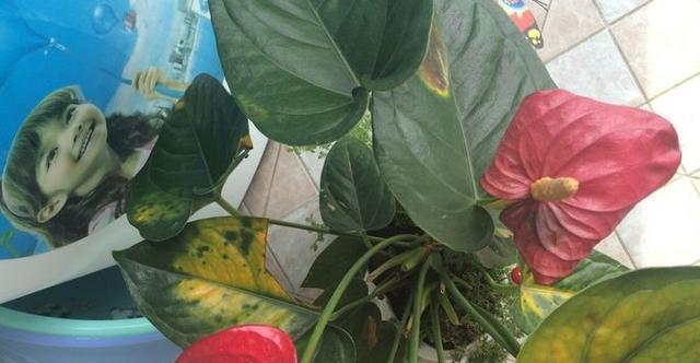 红掌花蕊栽培的关键技术要点是什么？