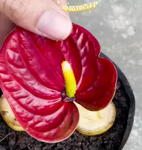 红掌花蕊栽培的关键技术要点是什么？