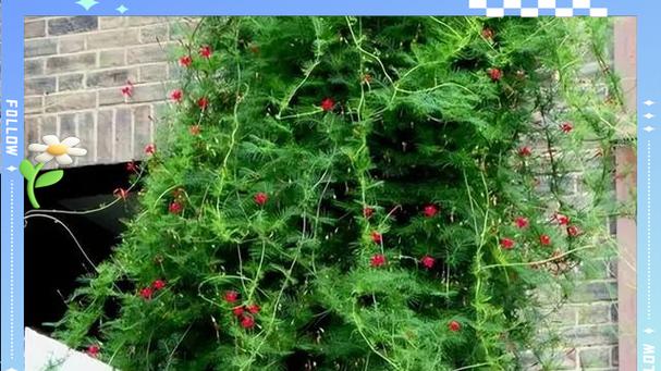 阳台适合种植哪些藤本植物？如何进行日常管理？