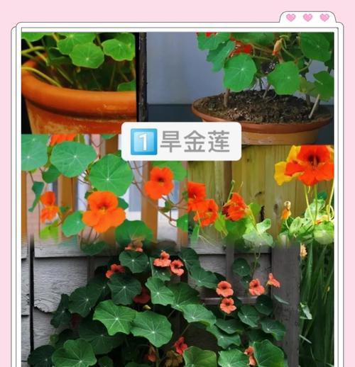 阳台适合种植哪些藤本植物？如何进行日常管理？