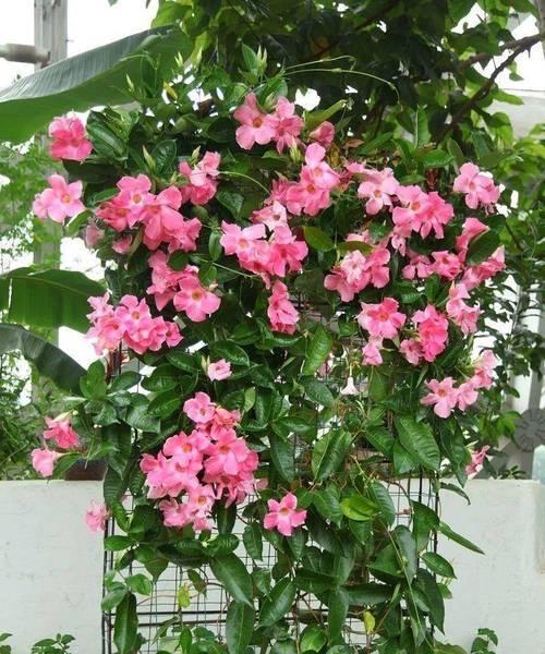 阳台适合种植哪些藤本植物？如何进行日常管理？