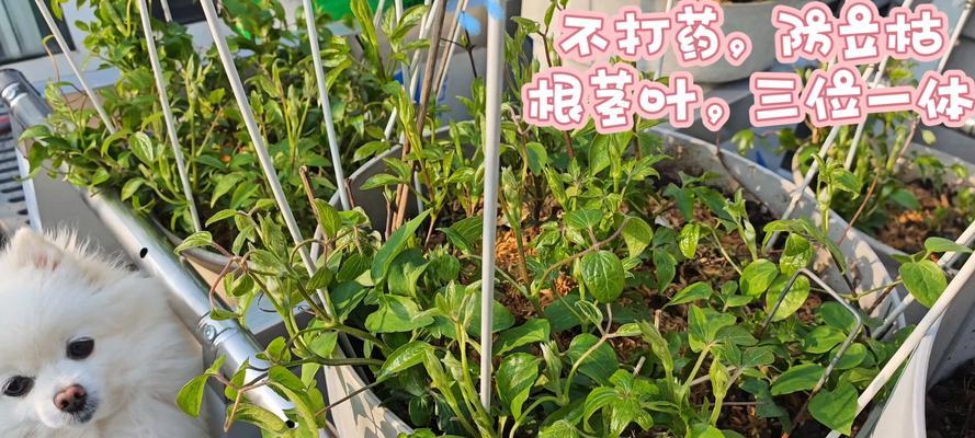 铁线莲花后叶子干枯的处理方法是什么？