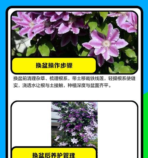 铁线莲花后叶子干枯的处理方法是什么？