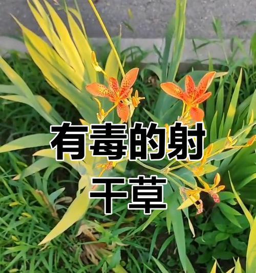 观赏植物中哪些是有毒的？