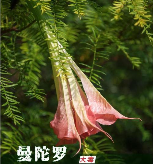 观赏植物中哪些是有毒的？
