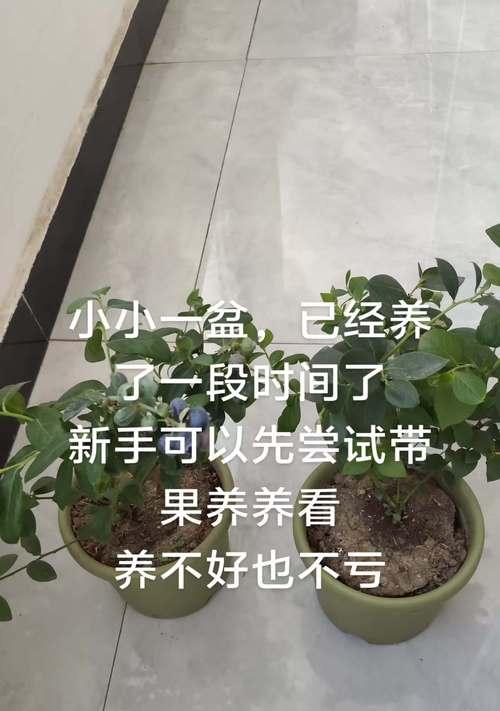 蓝莓栽培技术规程包含哪些内容？如何正确栽培蓝莓？