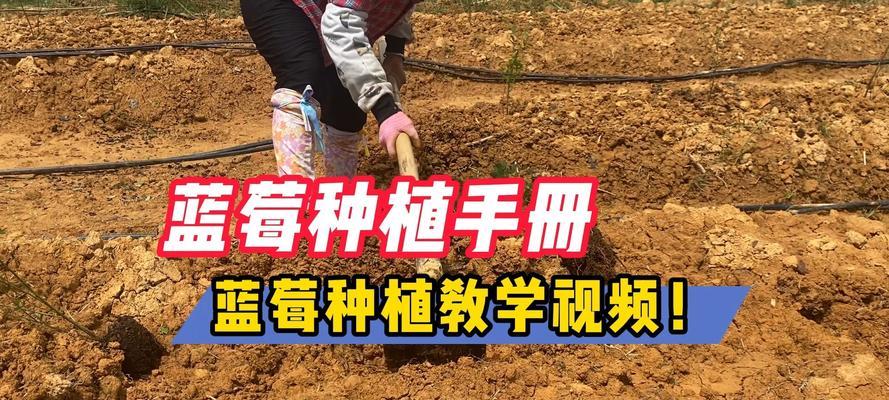 蓝莓栽培技术规程包含哪些内容？如何正确栽培蓝莓？