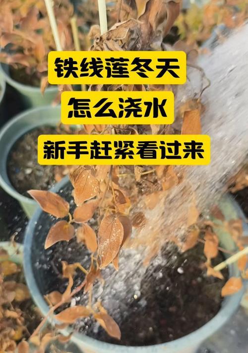 铁线莲种根冬天怎么养？冬季铁线莲种根的养护要点有哪些？