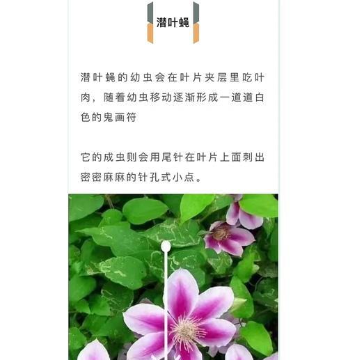铁线莲种根冬天怎么养？冬季铁线莲种根的养护要点有哪些？