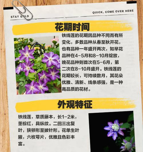 铁线莲种根冬天怎么养？冬季铁线莲种根的养护要点有哪些？