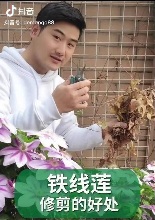 铁线莲移植后爬藤的处理方法是什么？