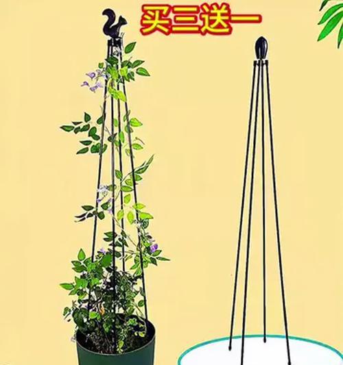 铁线莲移植后爬藤的处理方法是什么？