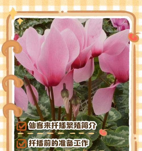 花卉剪枝后多久能生根繁殖？