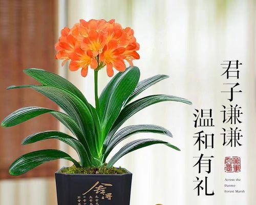 种君子兰根和盆怎么合适？选择合适盆栽的技巧是什么？