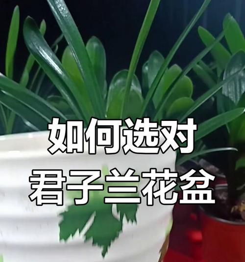 种君子兰根和盆怎么合适？选择合适盆栽的技巧是什么？