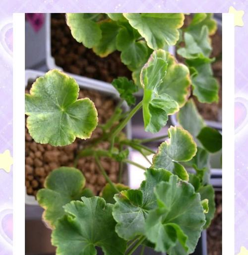 天竺葵新花苞发黄的原因及解决办法？