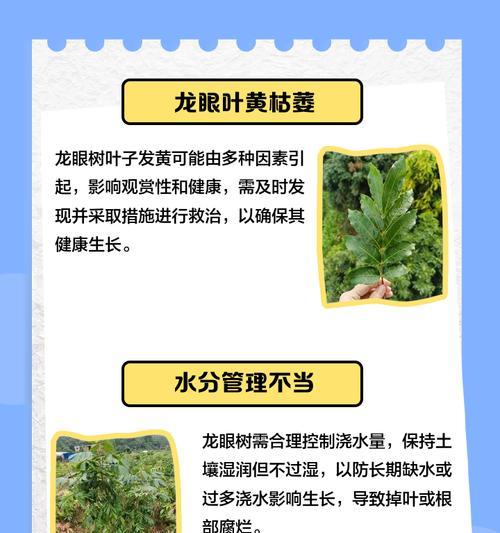 植物叶子发黄应该采取哪些措施？