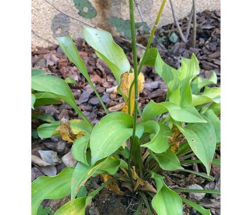 植物叶子发黄应该采取哪些措施？